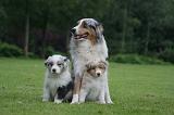 BERGER AUSTRALIEN - ADULT & PUPPY 104